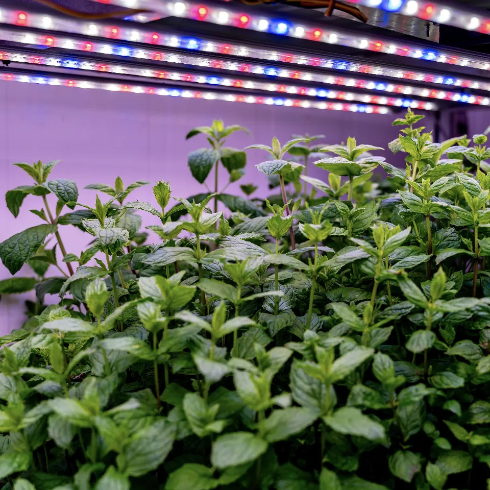 Erbe coltivate da Sunfarm