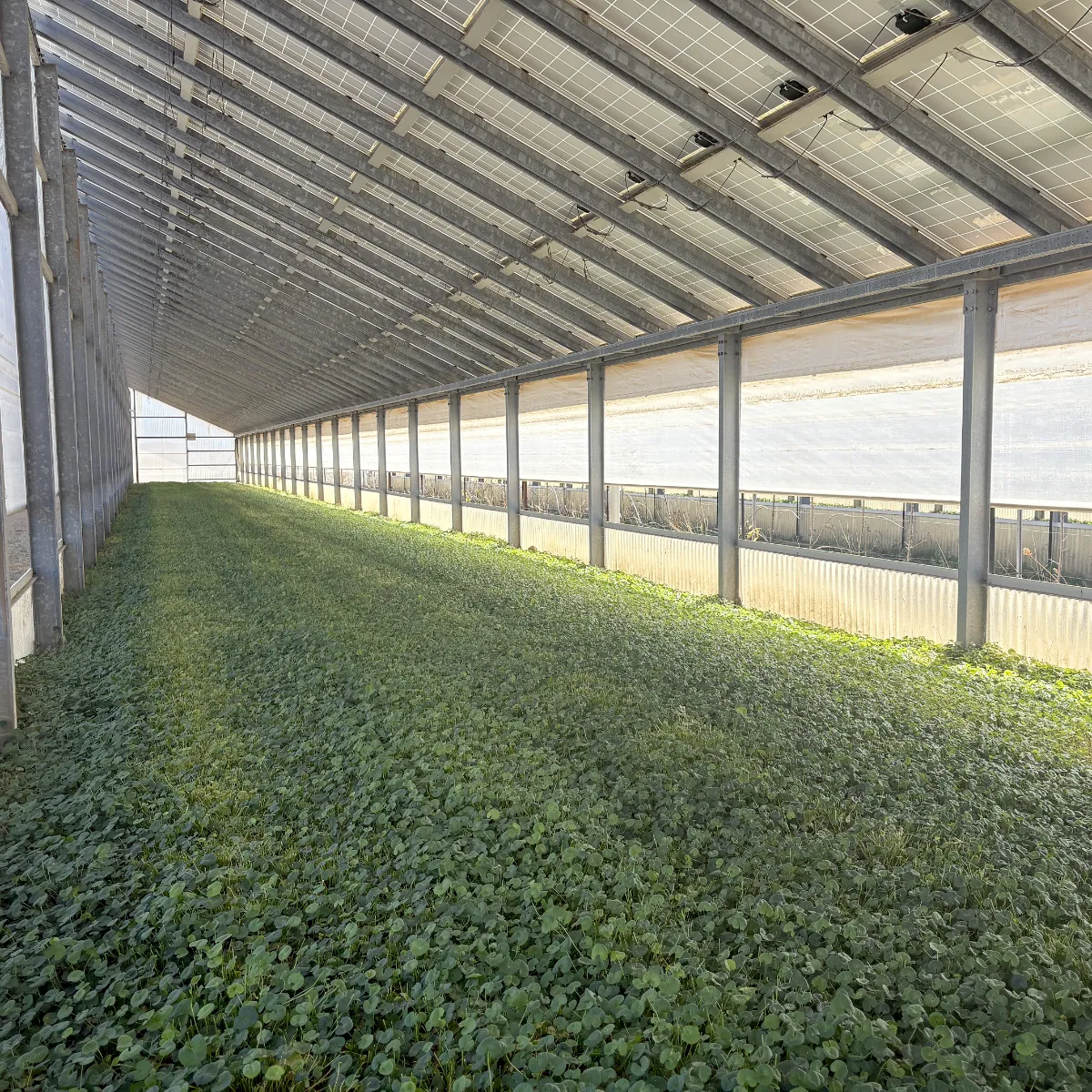 coltivazioni di erbe Sunfarm