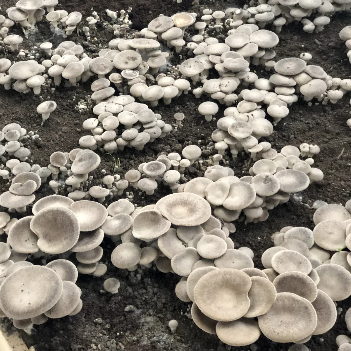 Coltivazione di funghi Sunfarm