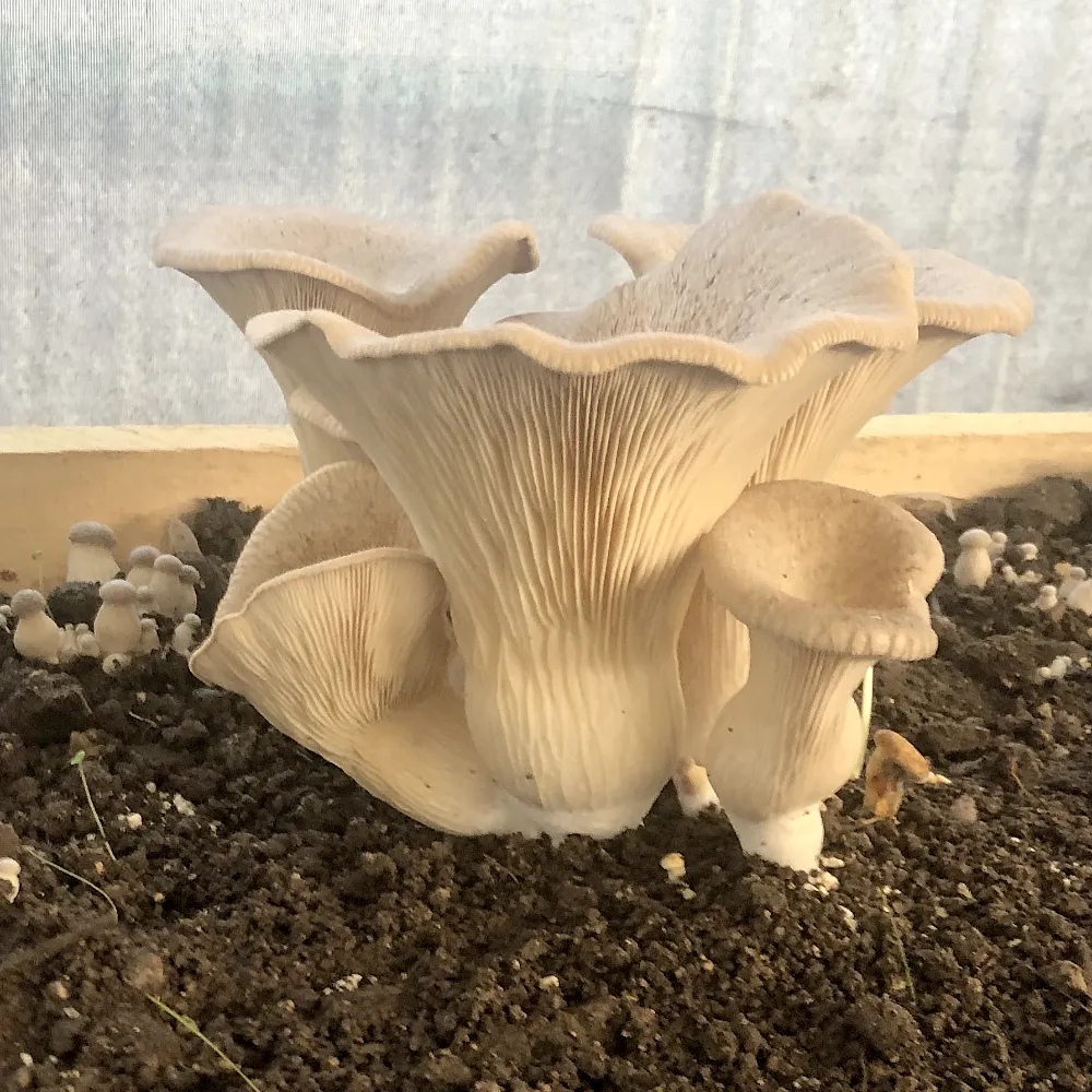 foto di funghi prodotti da Sunfarm