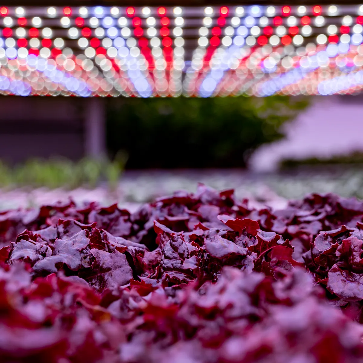Alcune produzioni di Sunfarm