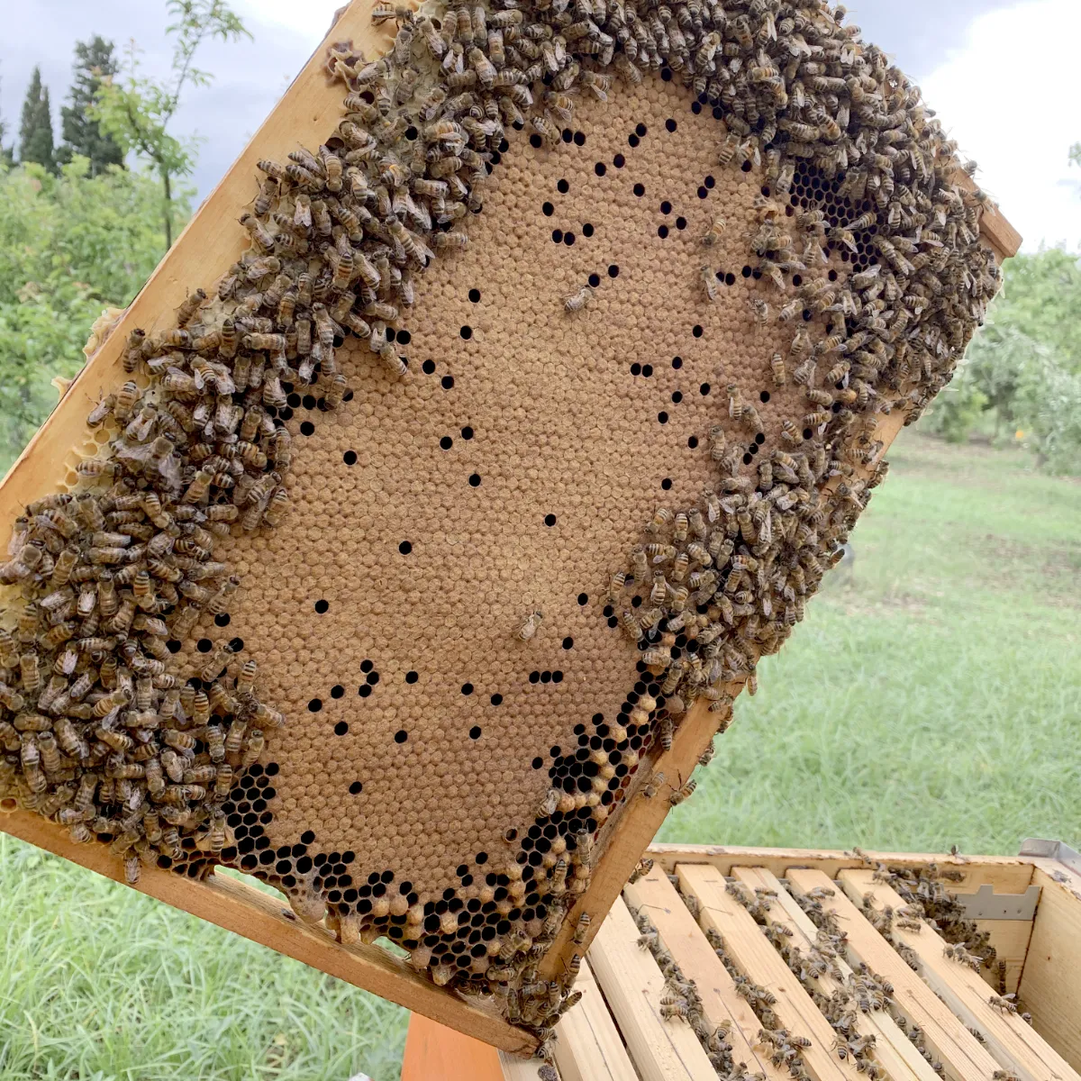 Una foto dell'Apicoltura Sunfarm