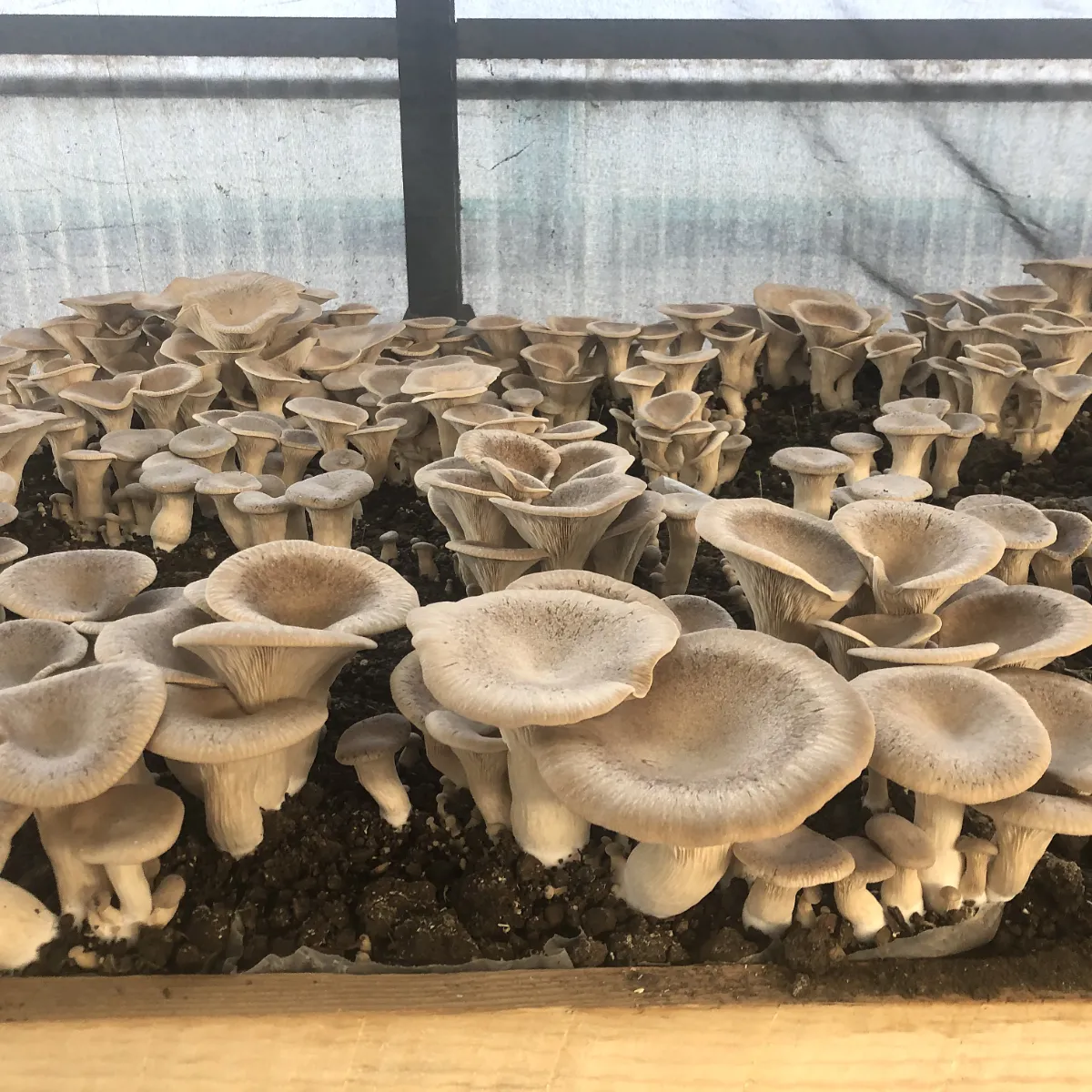 Una foto delle coltivazioni di funghi Sunfarm