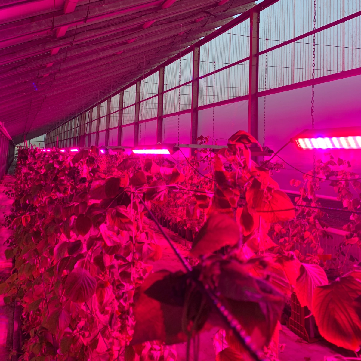 Alcune coltivazioni innovative di Sunfarm